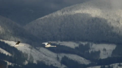 Swans In Flight Stock Footage 148941452