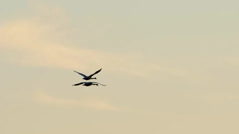 Swans In Flight Stock Footage 167420258