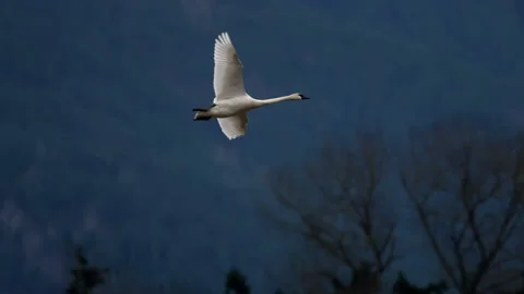 Swans In Flight Stock Footage 168951746
