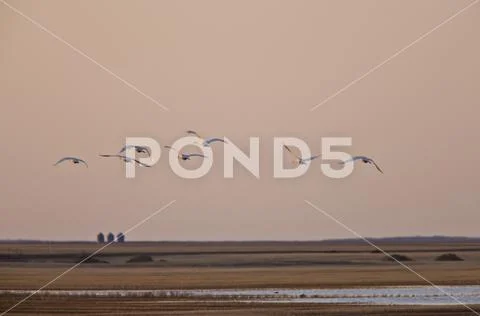 Swans in Flight over the Prairies Canada Stock Photos