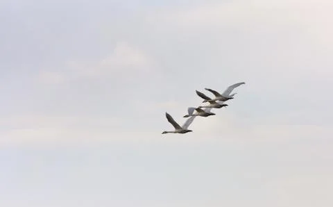 Swans in Flight Stock Photos