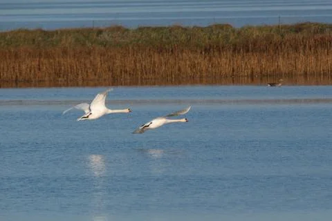 Swans in flight.. Stock Photos