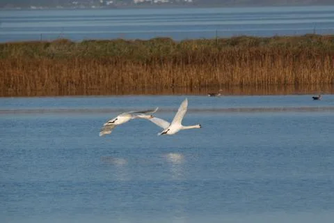 Swans in flight. Stock Photos