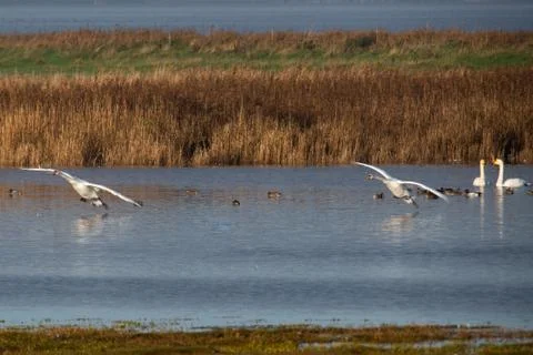 Swans in flight.. Stock Photos