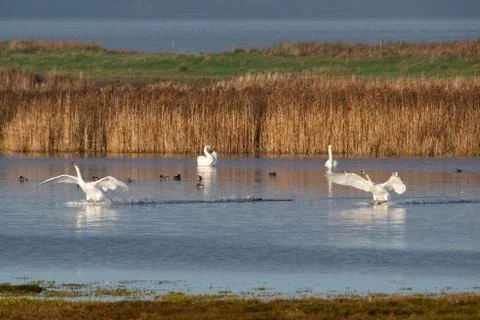 Swans in flight.. Stock Photos