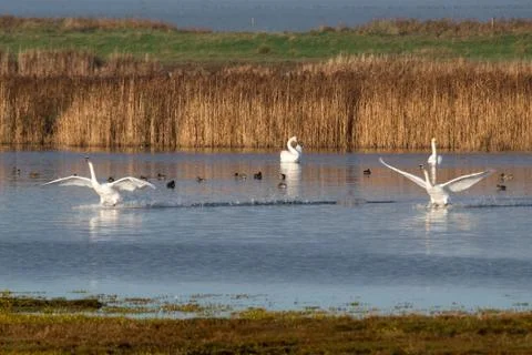 Swans in flight.. Stock Photos