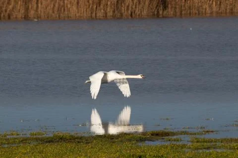Swans in flight.. Stock Photos