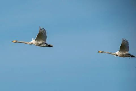 Swans in flight, Stock Photos