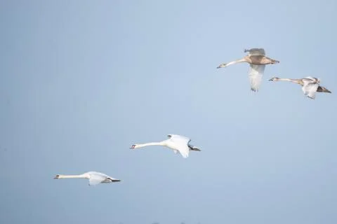 Swans in flight, Stock Photos