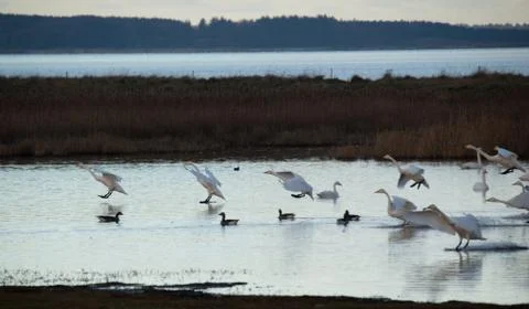 Swans in flight.. Stock Photos