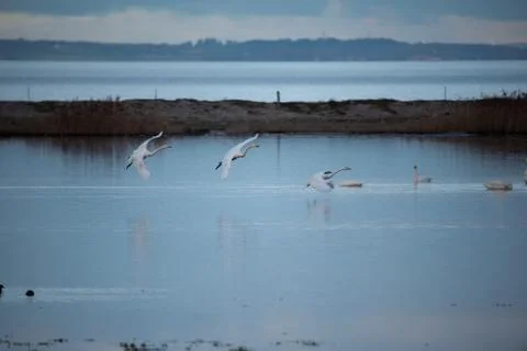 Swans in flight.. Stock Photos
