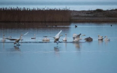 Swans in flight.. Stock Photos