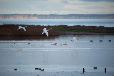 Swans in flight.. Stock Photos