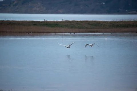 Swans in flight.. Stock Photos
