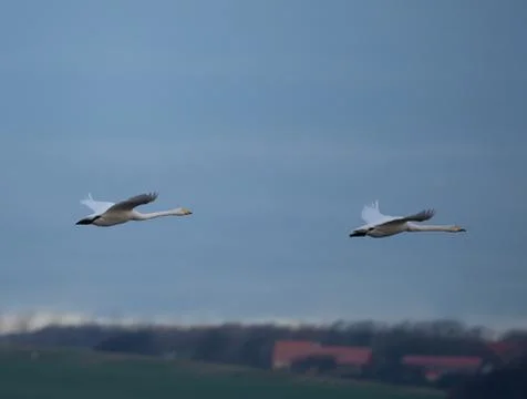 Swans in flight.. Stock Photos