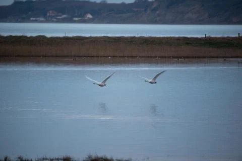 Swans in flight, Stock Photos