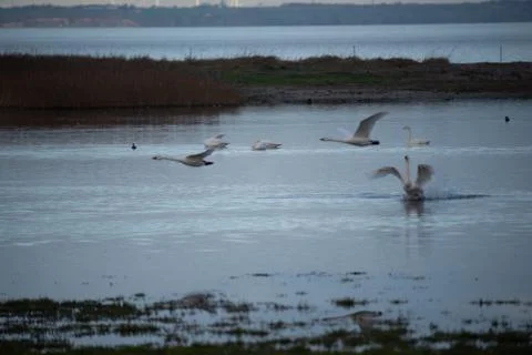 Swans in flight.. Stock Photos