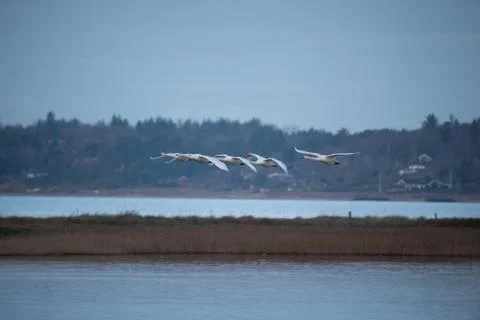 Swans in flight.. Stock Photos