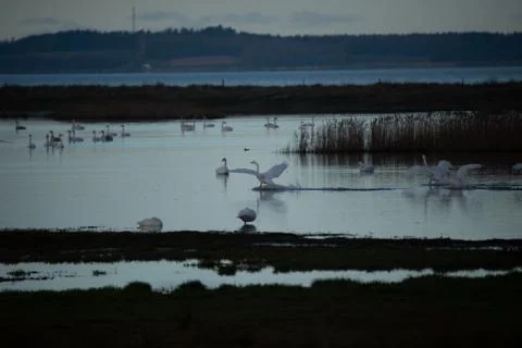 Swans in flight, Stock Photos