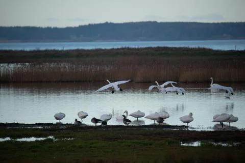 Swans in flight.. Stock Photos