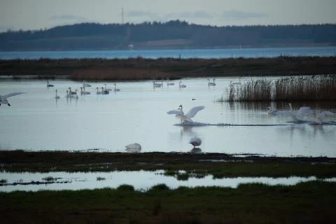 Swans in flight. Stock Photos