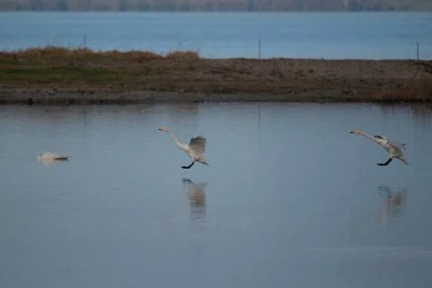 Swans in flight, Stock Photos