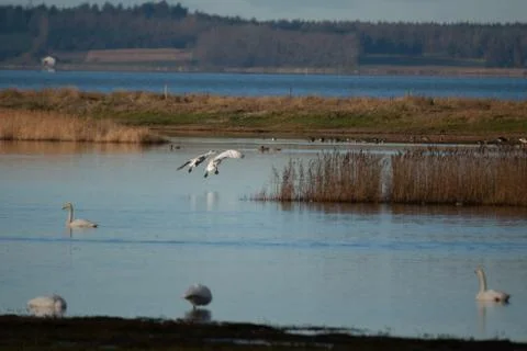 Swans in flight, Stock Photos