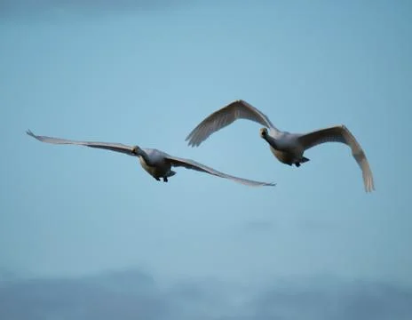 Swans in flight.. Stock Photos
