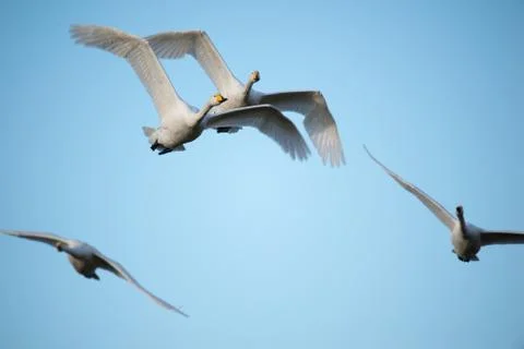 Swans in flight.. Stock Photos