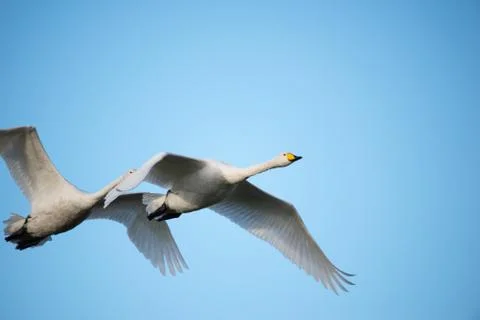 Swans in flight.. Stock Photos