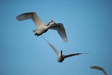 Swans in flight.. Stock Photos