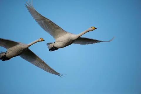 Swans in flight.. Stock Photos