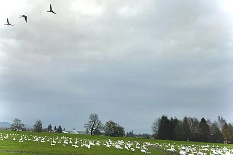 Swans in Flight Stock-Fotos