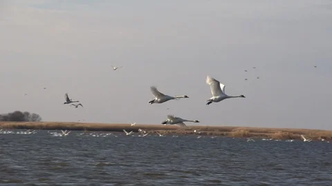 Swans In Flight. Slow motion 스톡 동영상 103310076