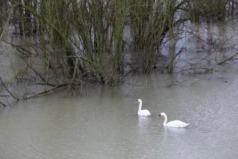 Swans float near flooded forest in holland Stock Photos
