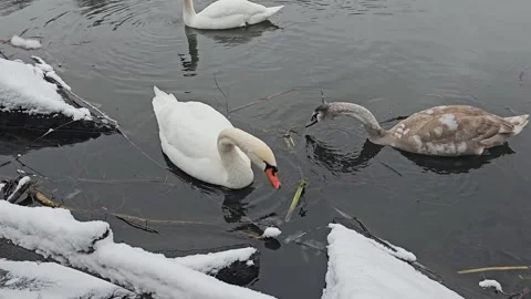Swans Float on the Water Stock Footage 295350347