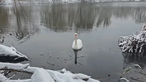 Swans Float on the Water Stock Footage 295350381