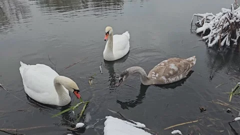 Swans Float on the Water Stock Footage 295350382