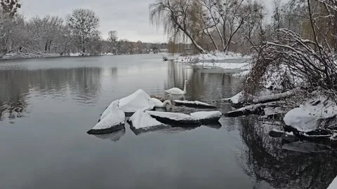 Swans Float on the Water Stock Footage 295350726