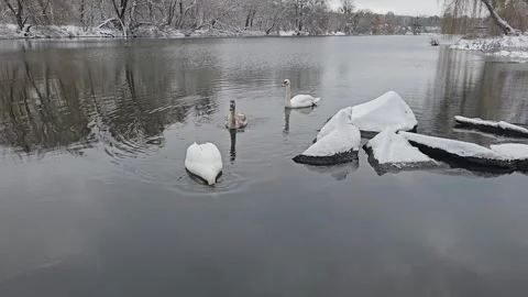 Swans Float on the Water Stock Footage 295350778