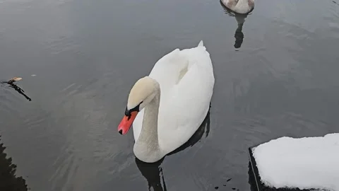 Swans Float on the Water Stock Footage 295350779