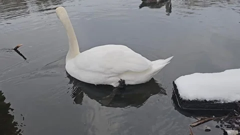 Swans Float on the Water Stock Footage 295350950