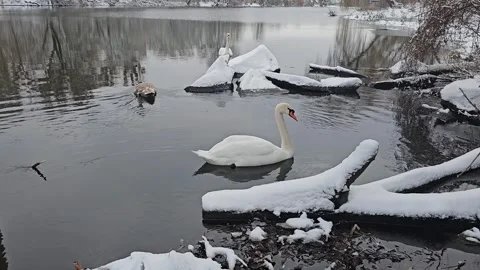 Swans Float on the Water Stock Footage 295351012