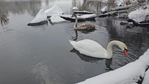 Swans Float on the Water Stock Footage 295351018