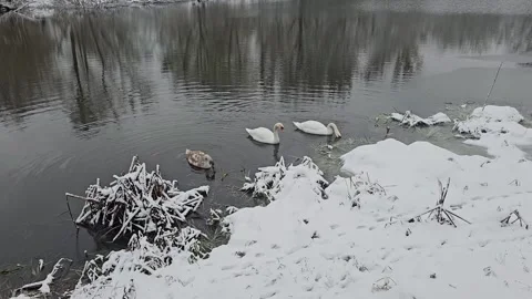Swans Float on the Water Stock Footage 295351127