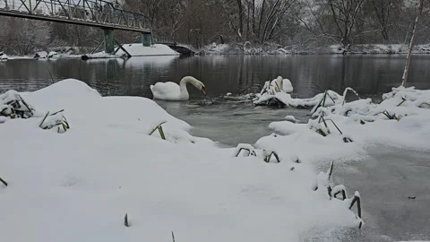 Swans Float on the Water in Winter Video stock 295351129