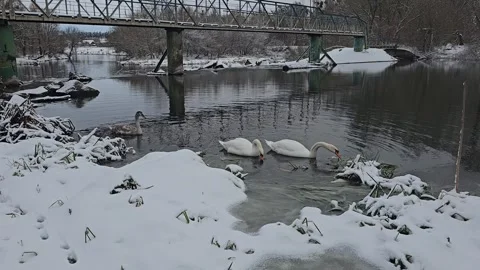 Swans Float on the Water in Winter Stock Footage 295351260