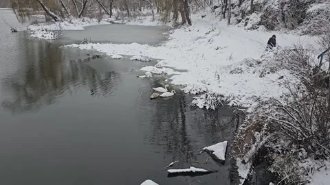 Swans Float on the Water in Winter Stock Footage 295351296