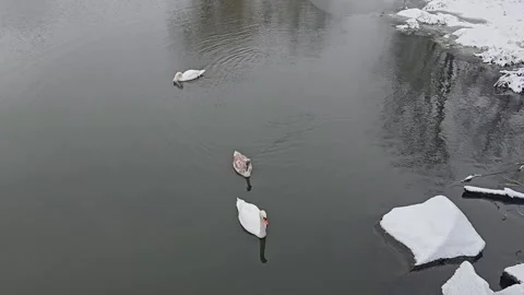 Swans Float on the Water in Winter Stock Footage 295351465