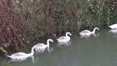 Swans floating along ice cold water breaking the thin layer of ice Video stock 145850821